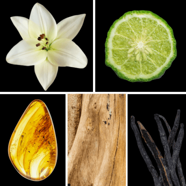 Duftnoten: Lilie, Bergamotte, Amber, Sandelholz, Vanille